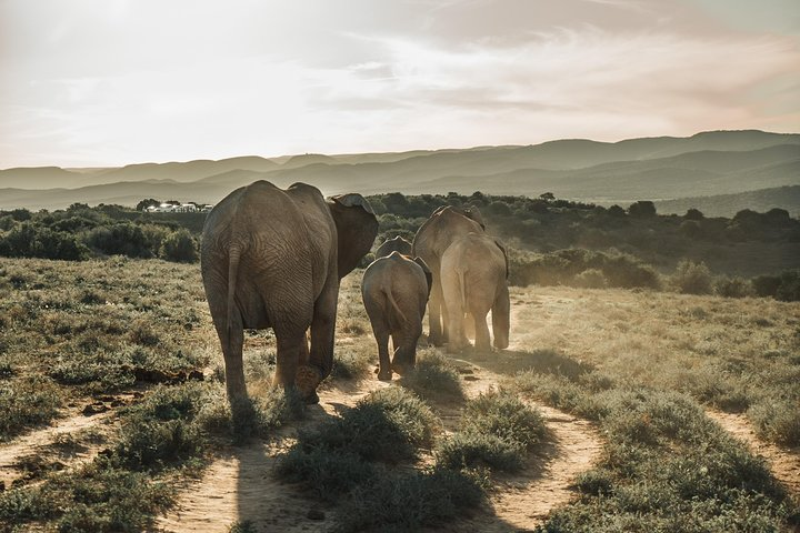 Addo Elephant National Park